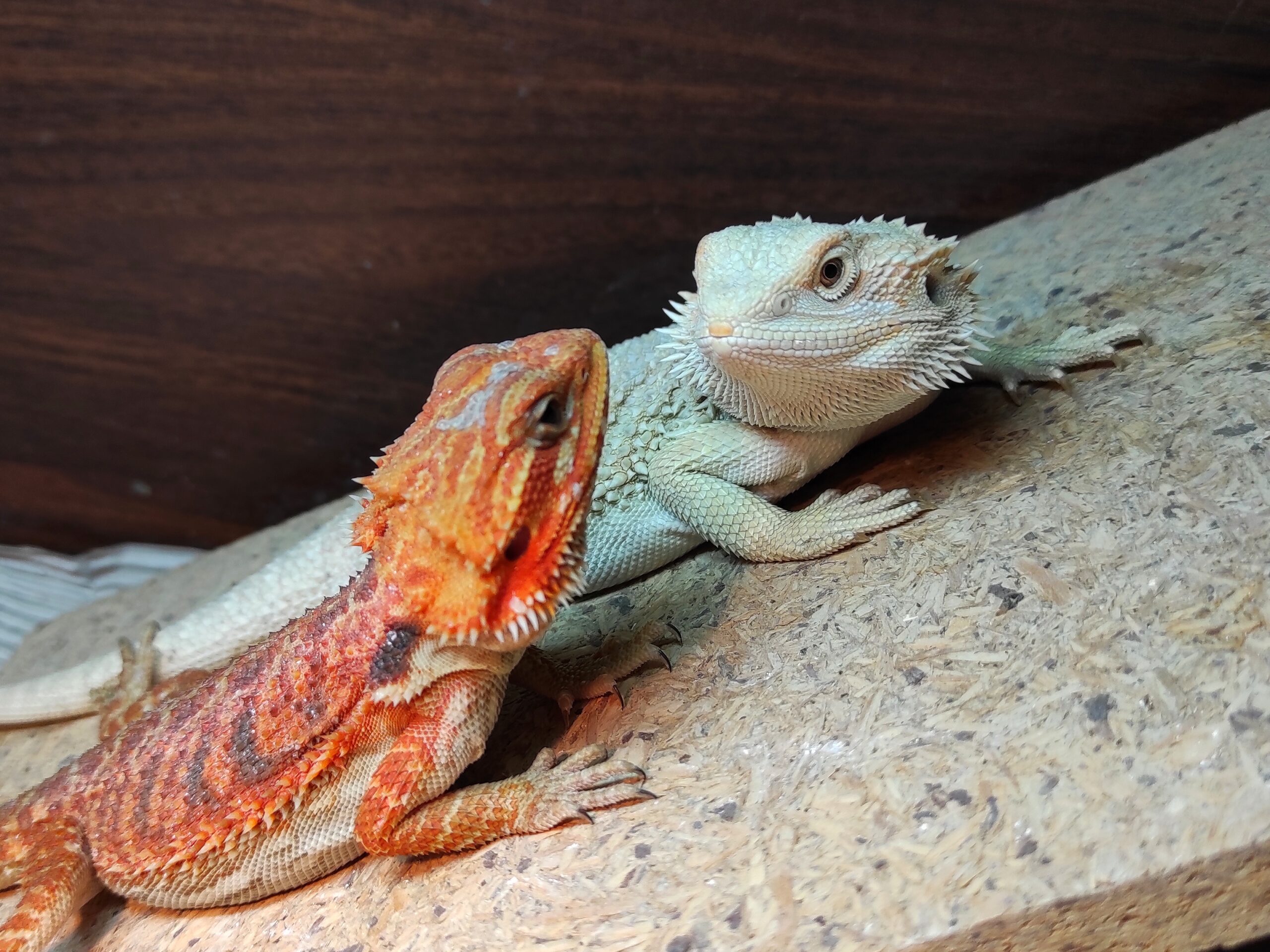 Agamy brodate red i classic