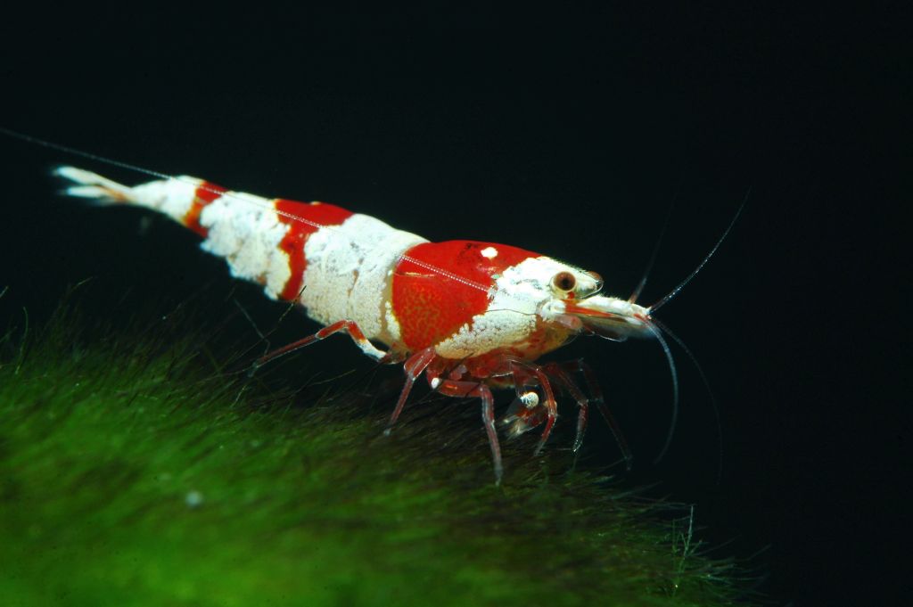 Krewetka Caridina cantonensis