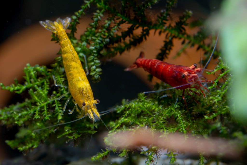 Krewetki neocaridina davidi yellow i red