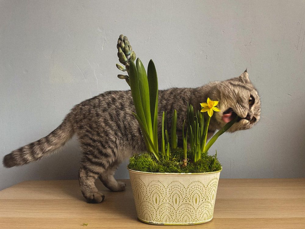 Kwiaty bezpieczne dla kota