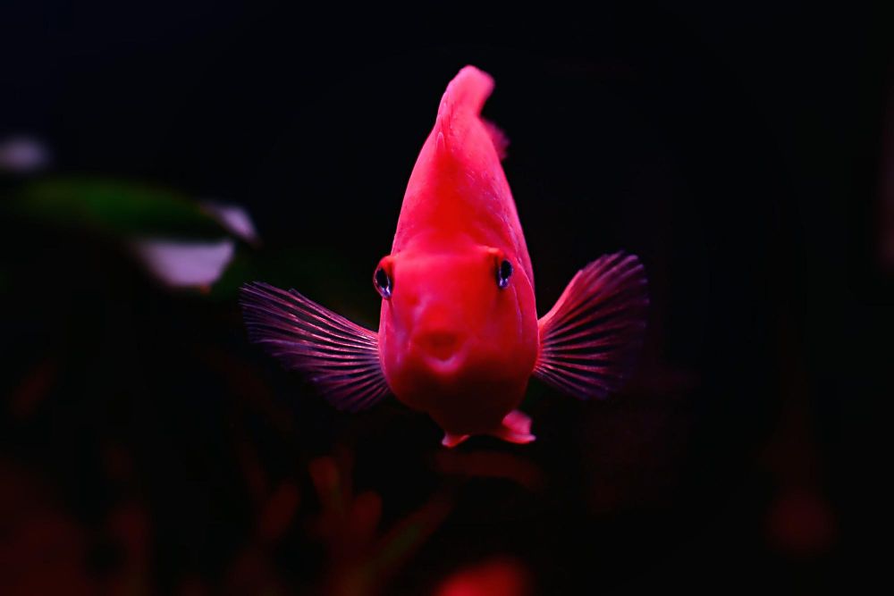 Pokarm wybarwiający dla ryb