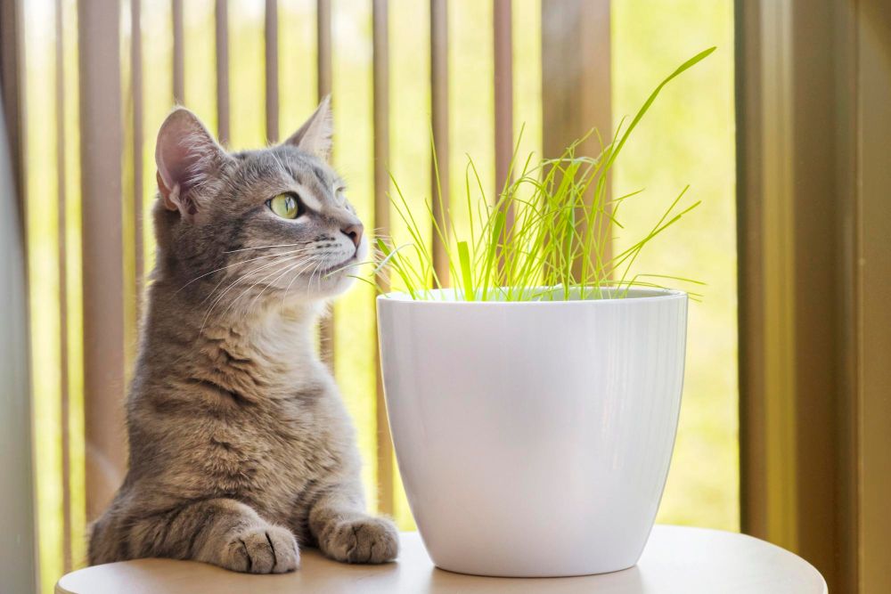 Rośliny bezpieczne dla kota