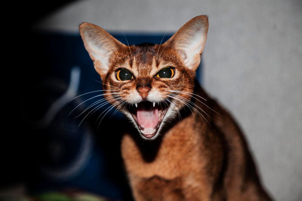 Niepożądane zachowania kota