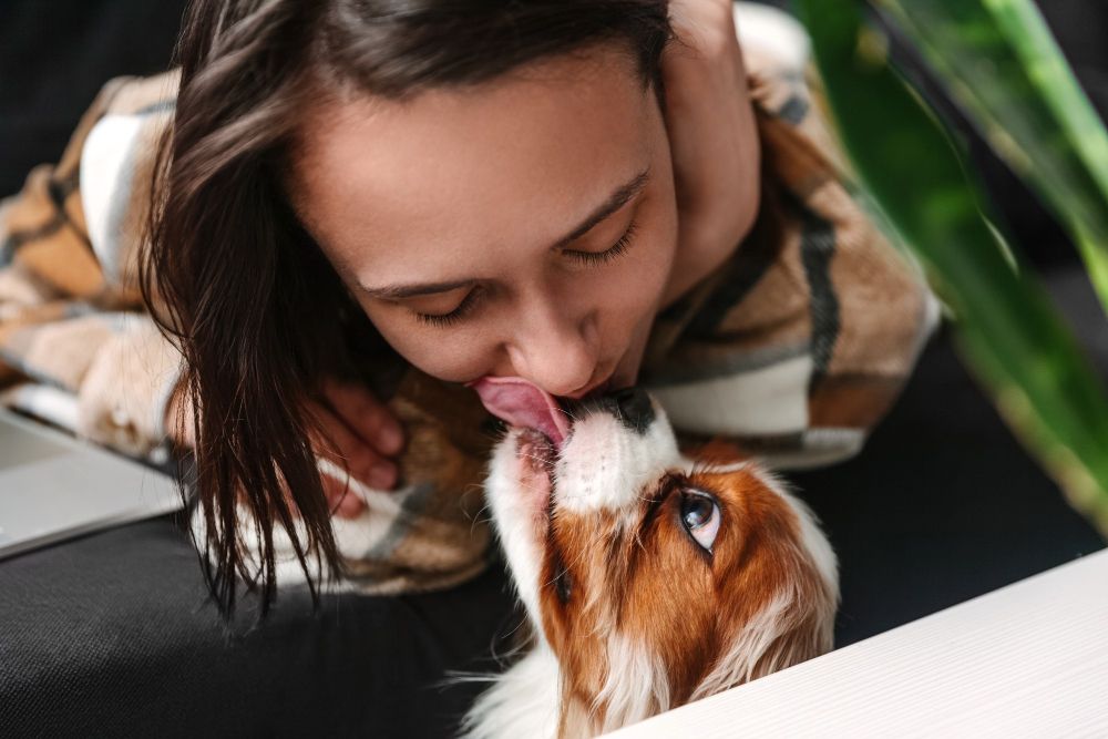 Pies liże twarz człowieka