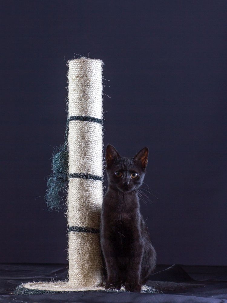 Czarny kot i mały drapak