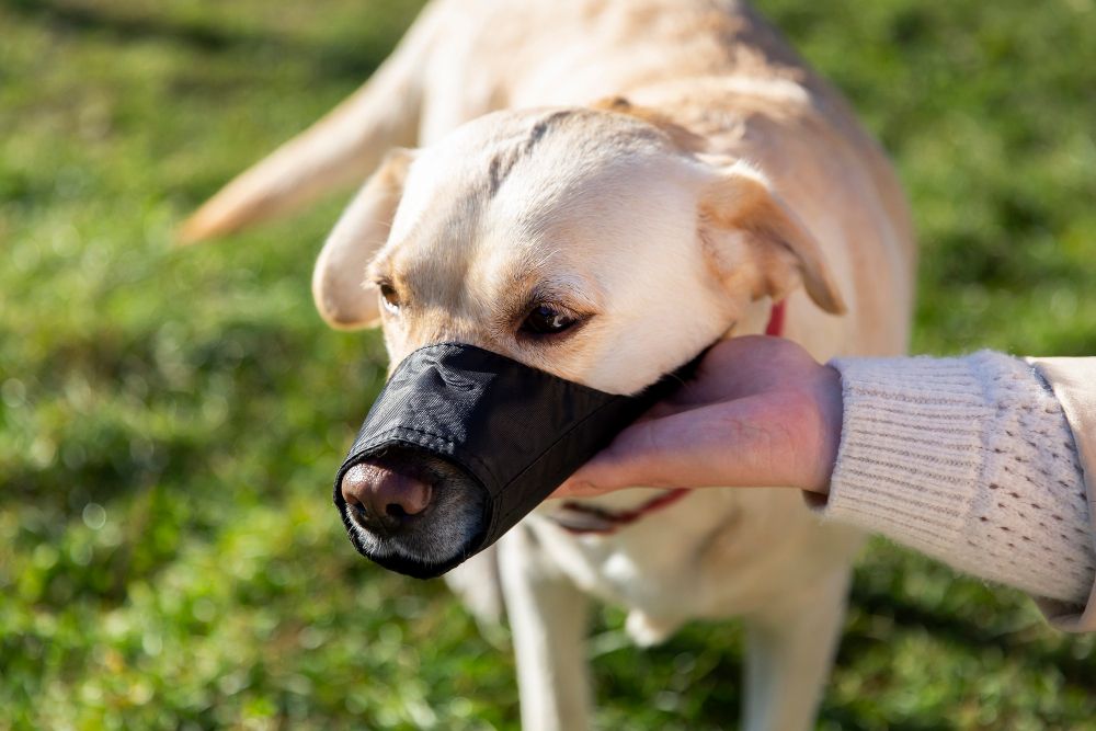 Kaganiec materiałowy dla labradora
