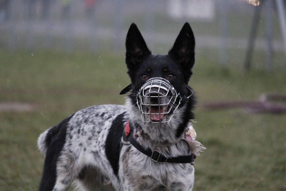 Kaganiec metalowy dla psa