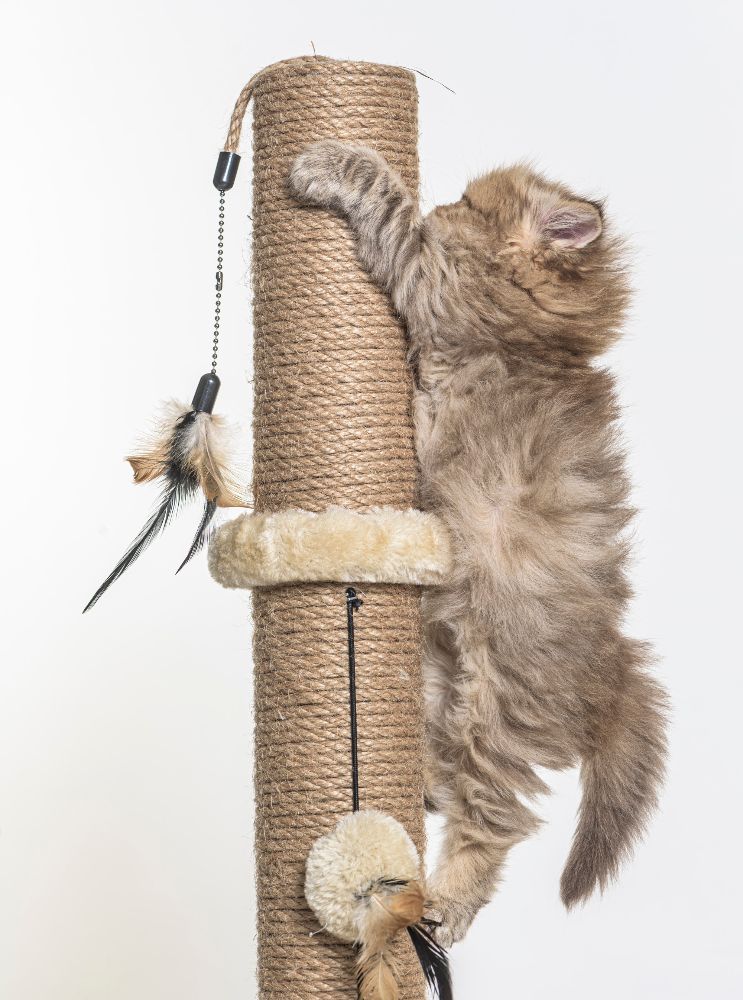 Kot bawi się drapakiem