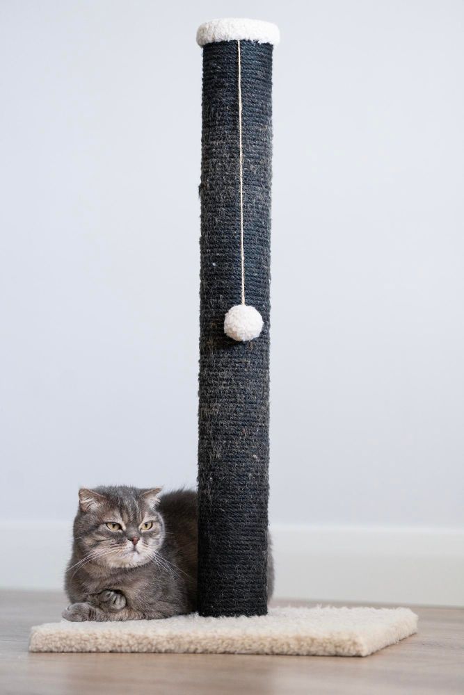 Kotek leży koło drapaka