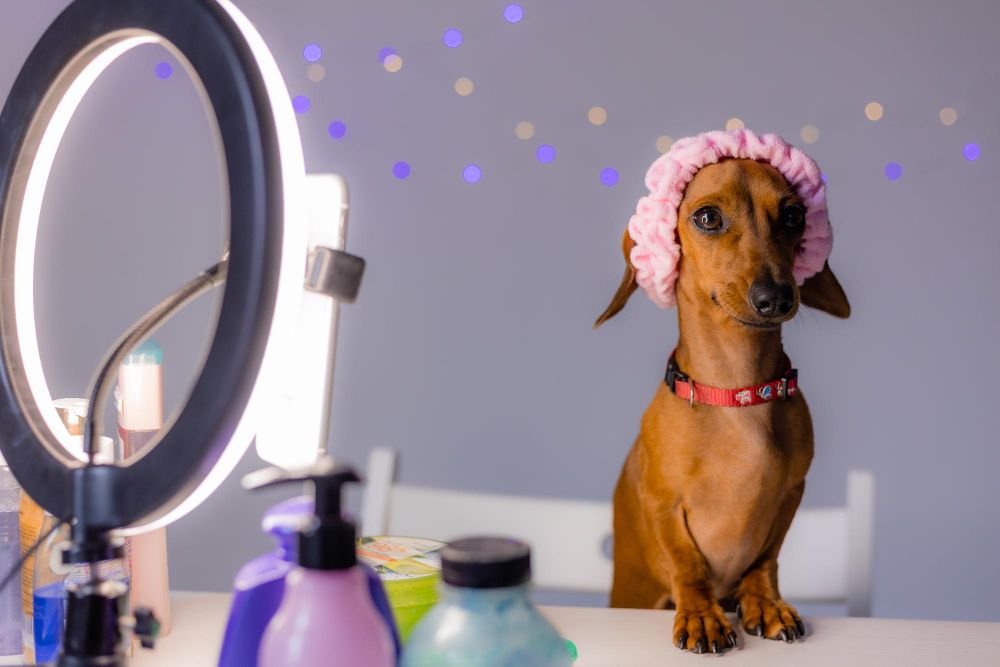 Perfumy dla psa czy to dobry pomysł