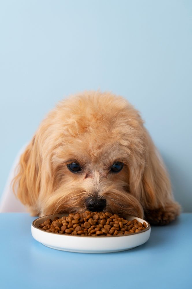 Pies je suchą karmę