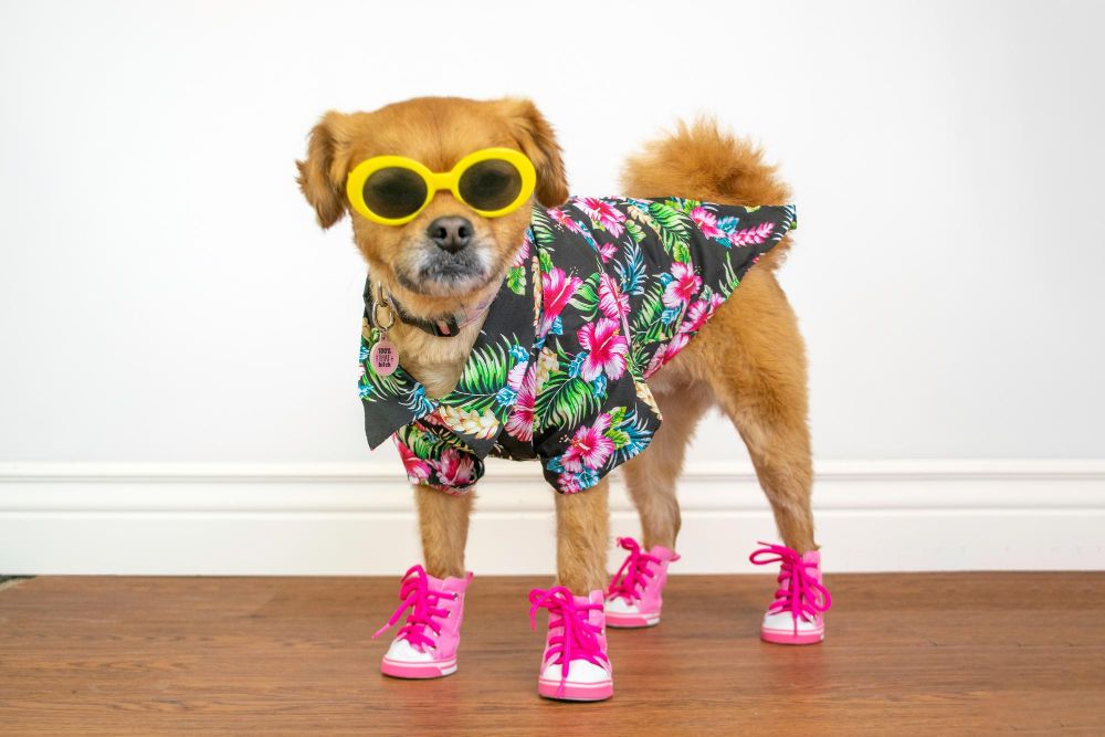 Pies w stroju na lato