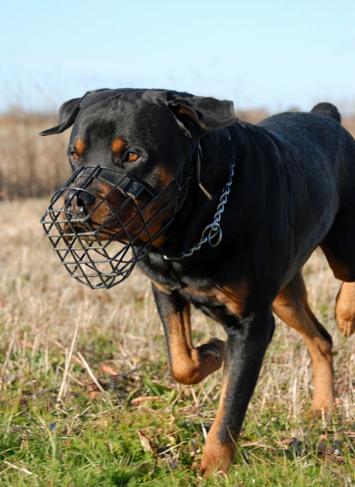 Rottweiler w kagańcu