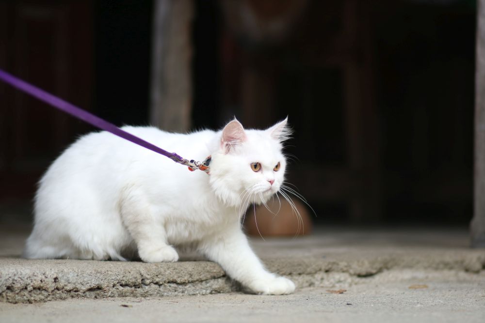 Biały kot na spacerze
