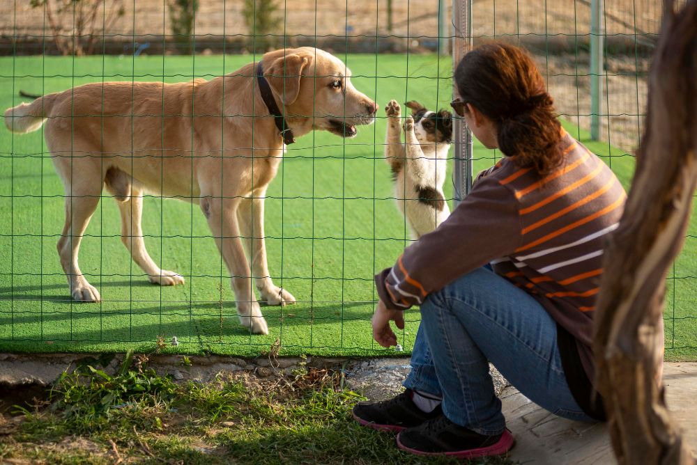 Hotel dla psa i kota