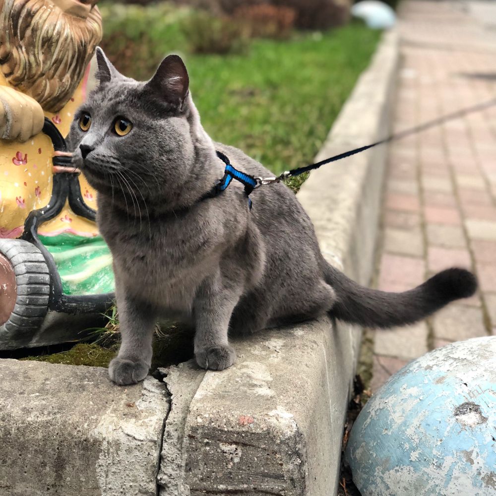 Kot na smyczy na spacerze