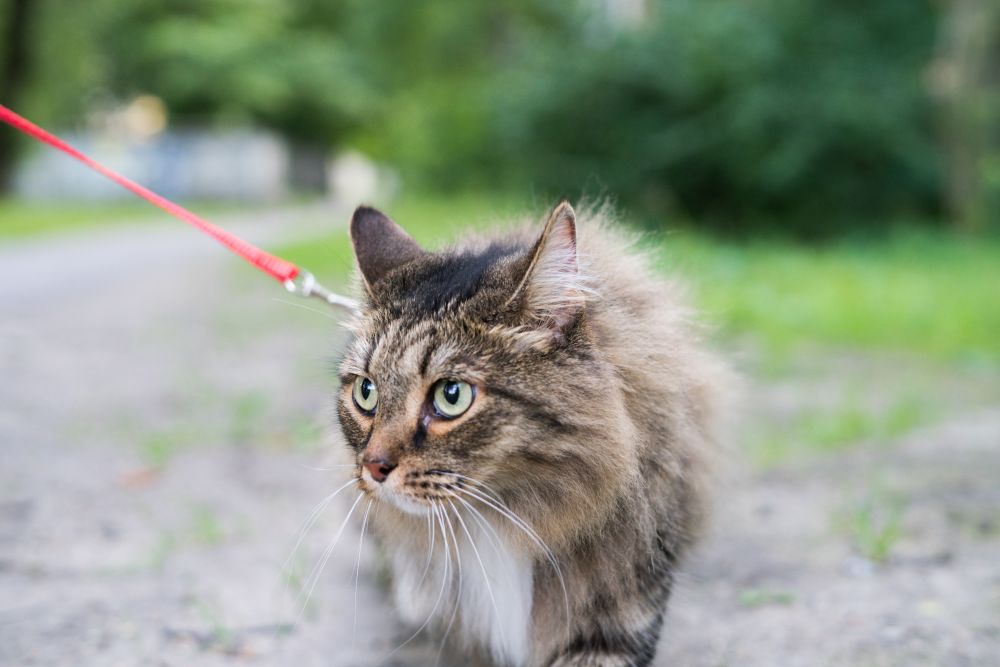 Kot podczas spaceru