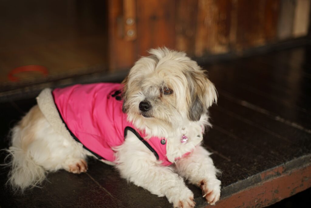 Pies w kamizelce chłodzącej