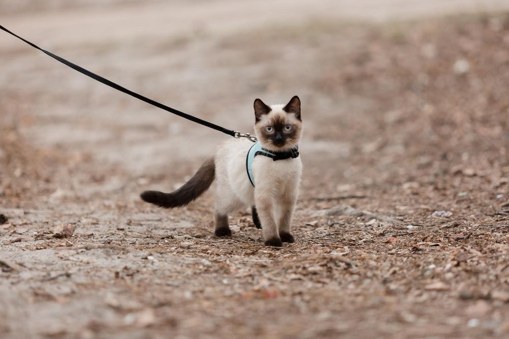 Spacer z kotem jak sie przygotować