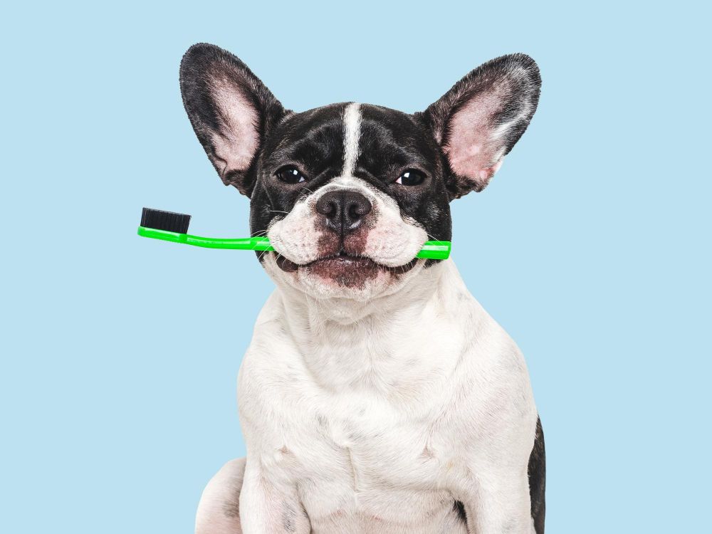 Dlaczego psu śmierdzi z pyska