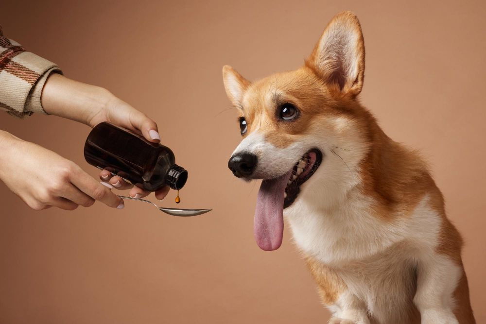 Naturalne suplementy dla psa