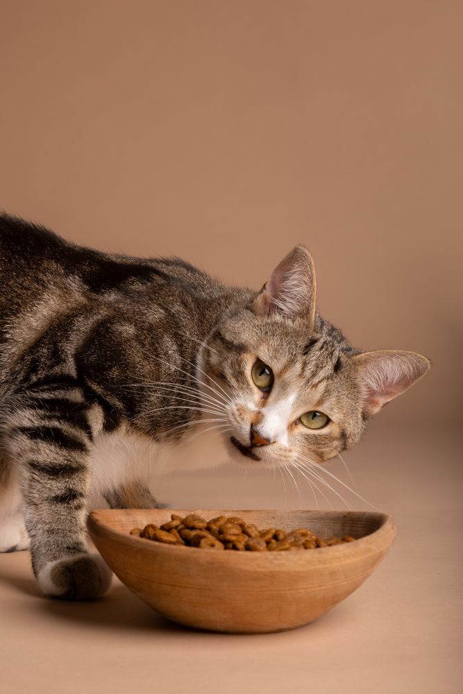 Karma dla kota z alergią