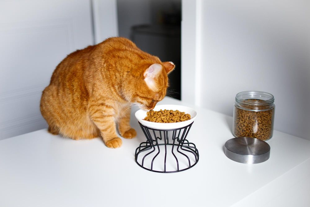 Karma dla kotów z alergią