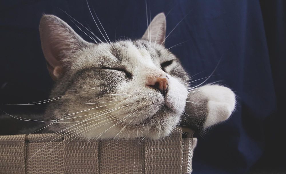 Dlaczego koty mruczą