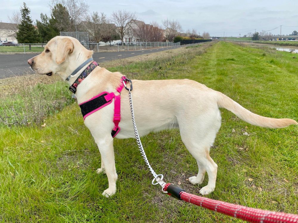 Duży pies na smyczy