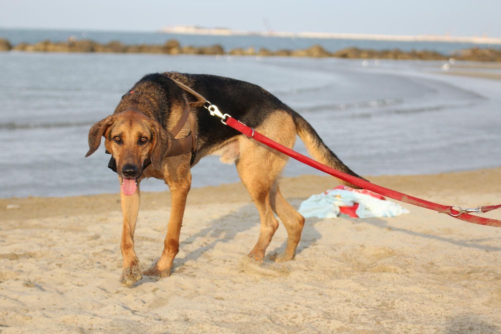 Jaka smycz dla dużego psa