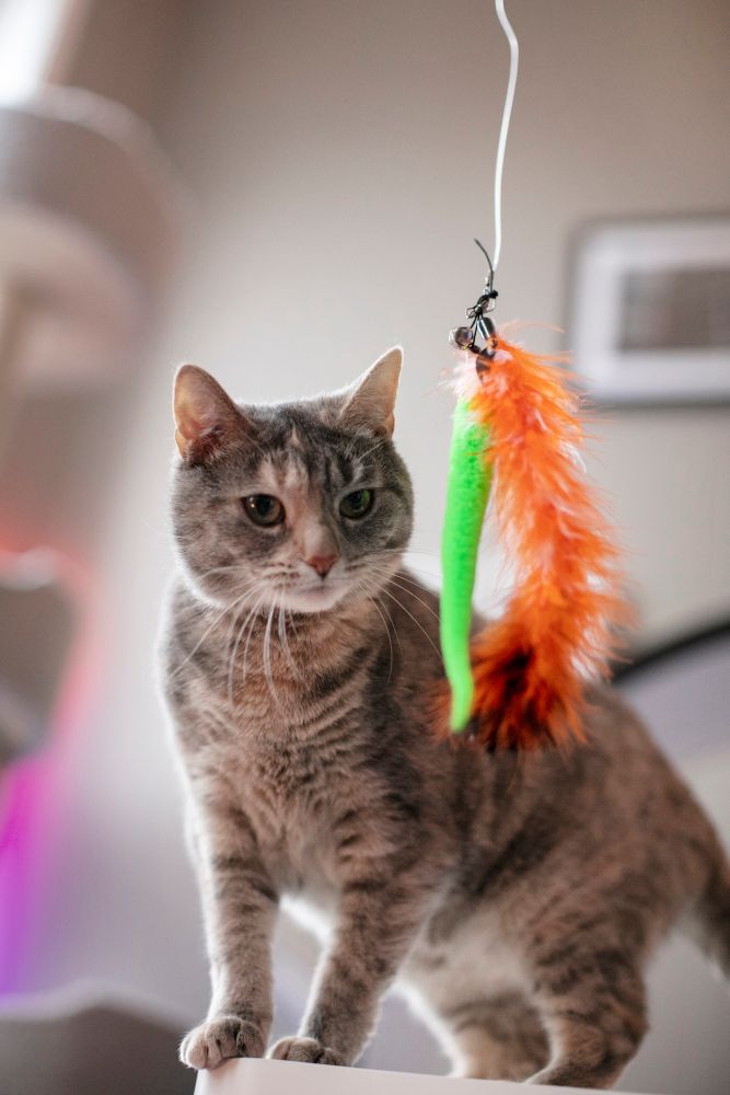 Wędka dla kota do zabawy