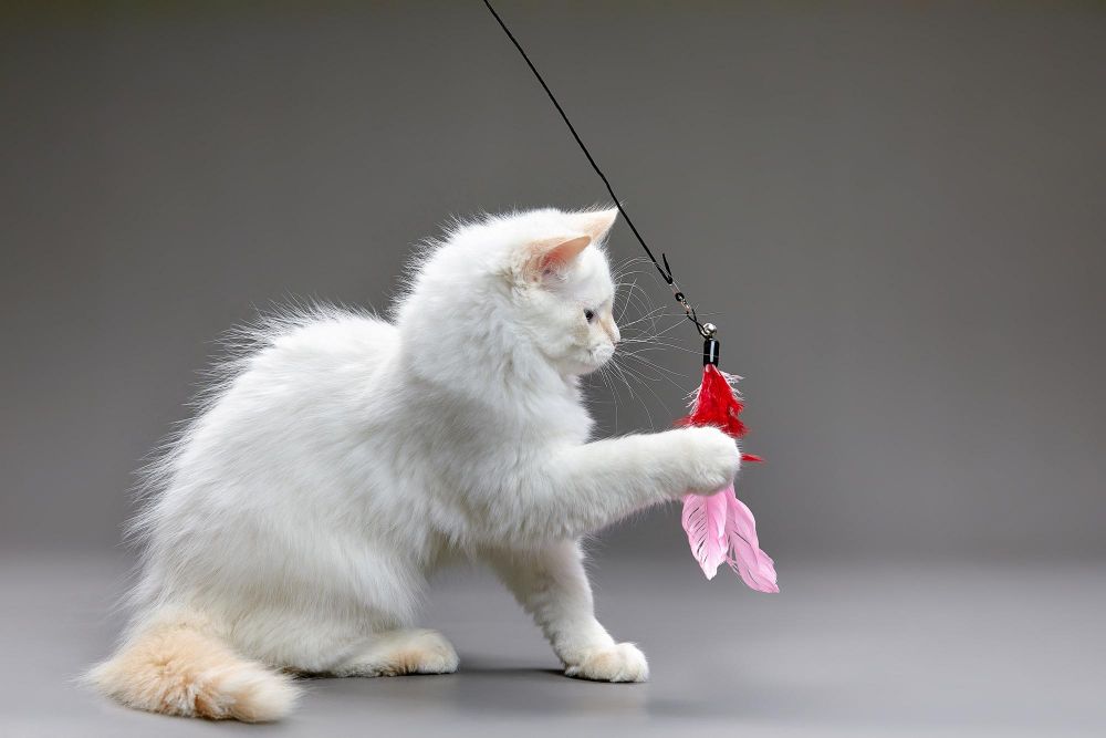Wędka dla kota