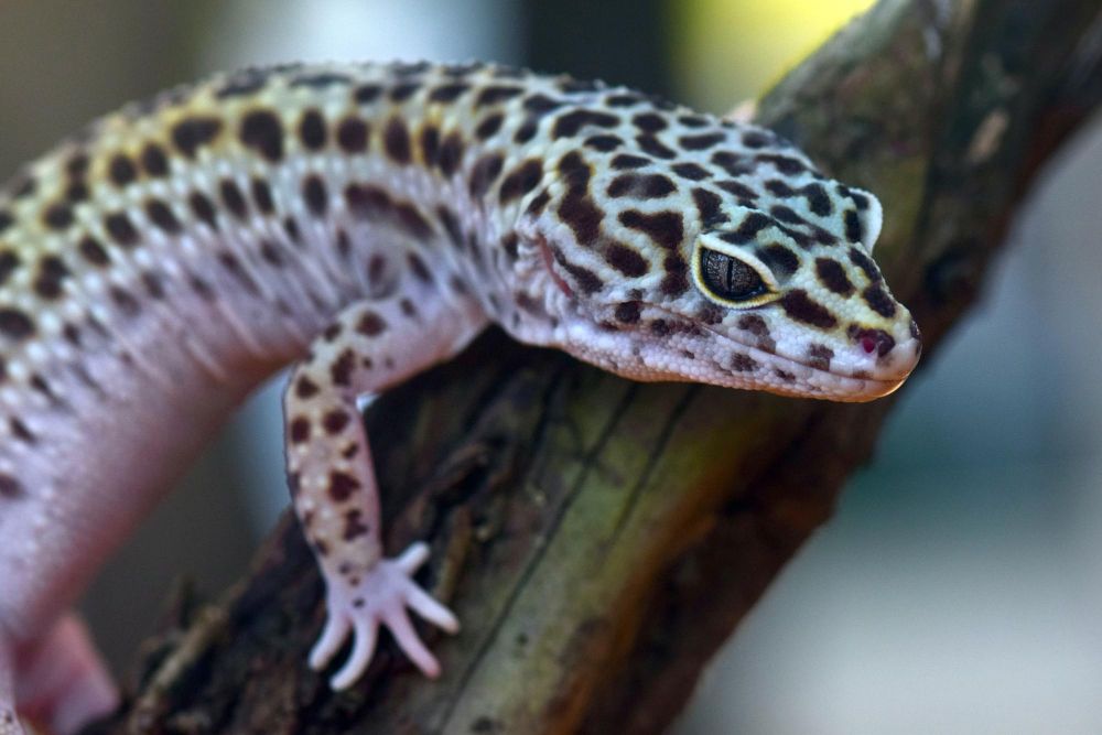 Co jedzą gekony lamparcie