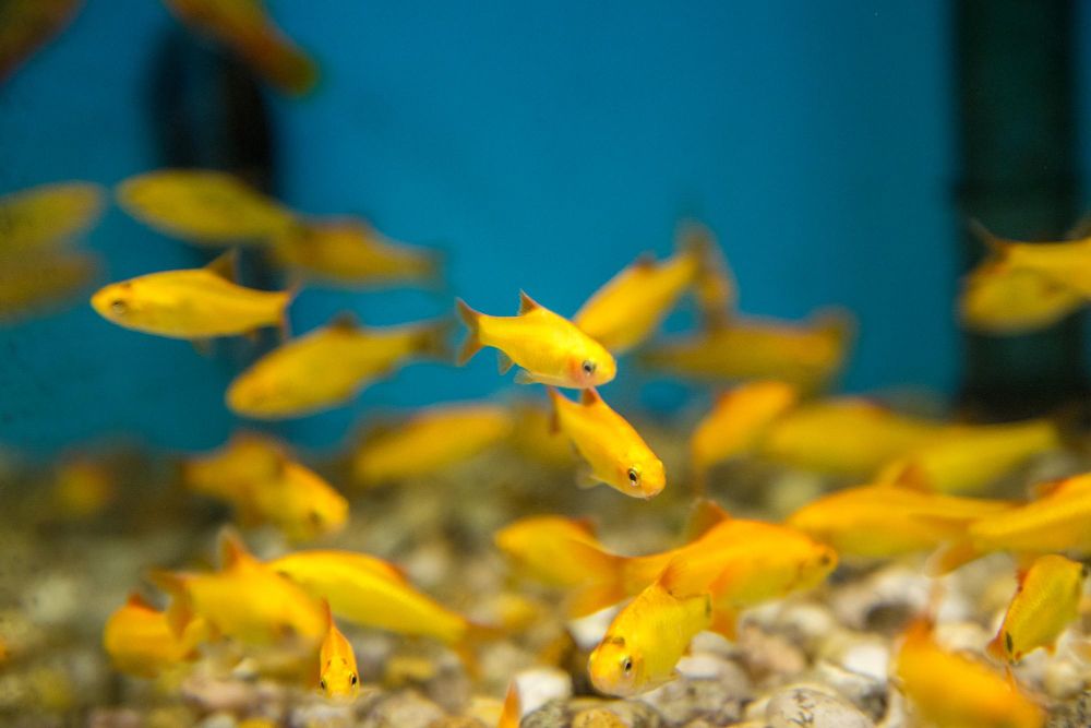 Co jedzą rybki akwariowe