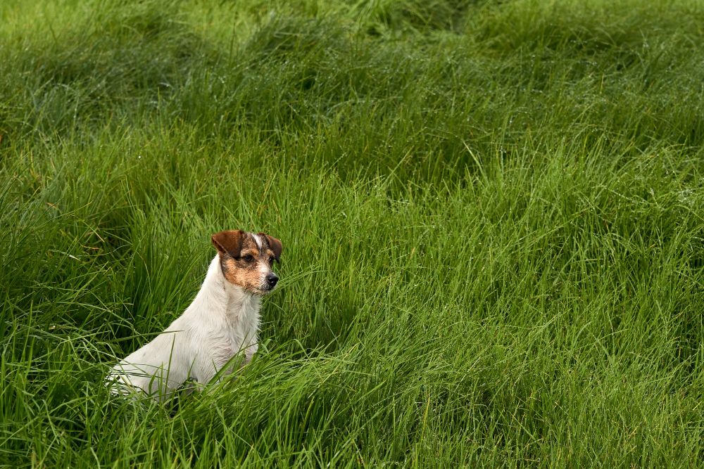 Dlaczego mój pies je trawę