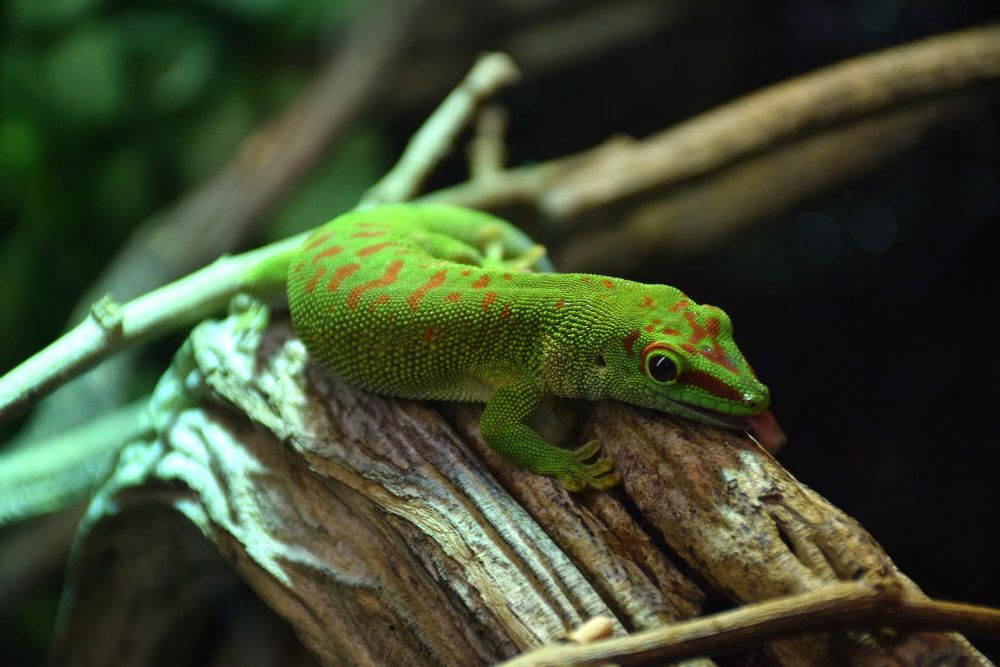 Felsuma madagaskarska karmienie