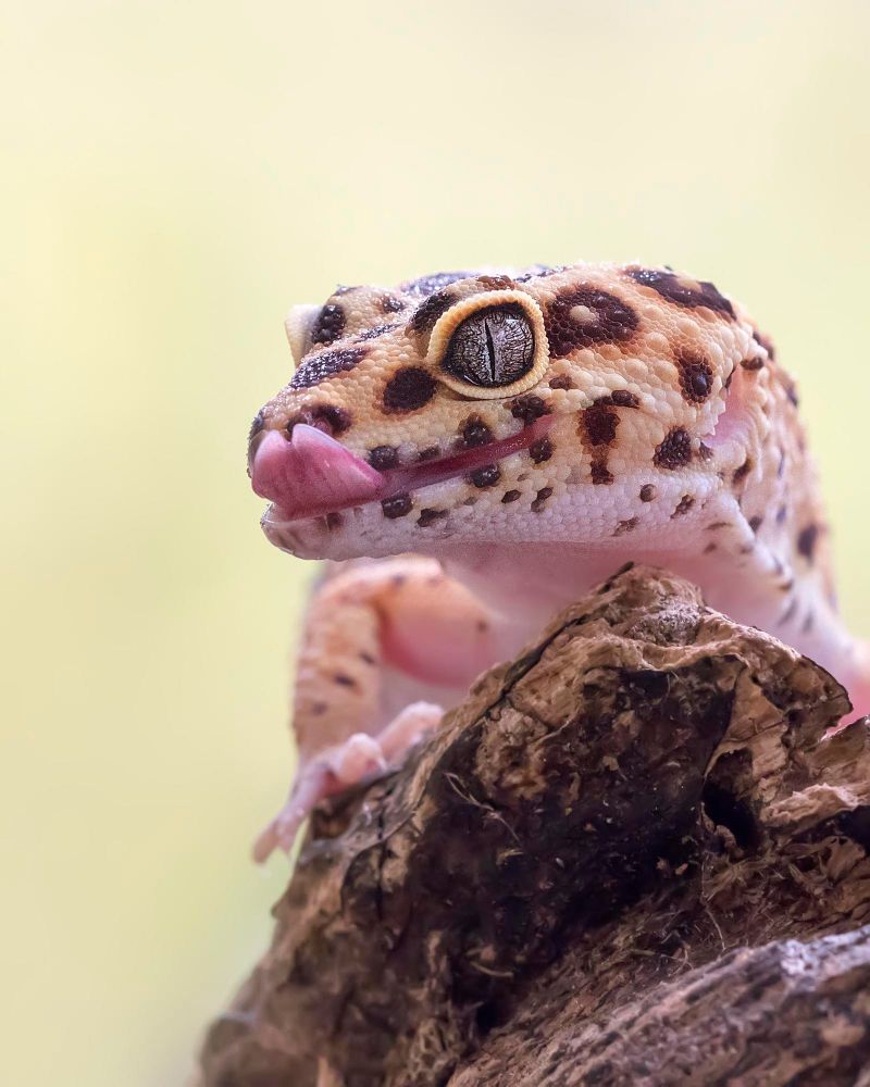 Gekon lamparci co je