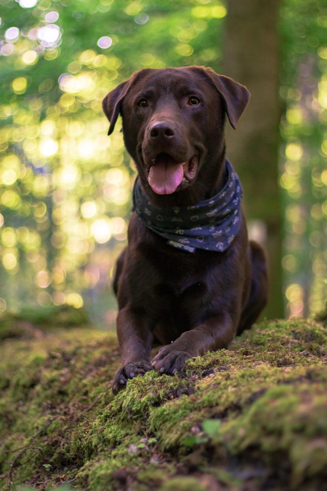 Imię dla dużego psa