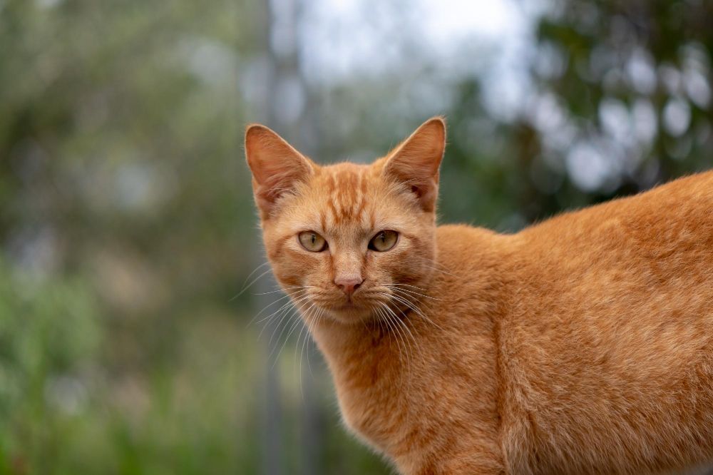 Imię dla rudego kota