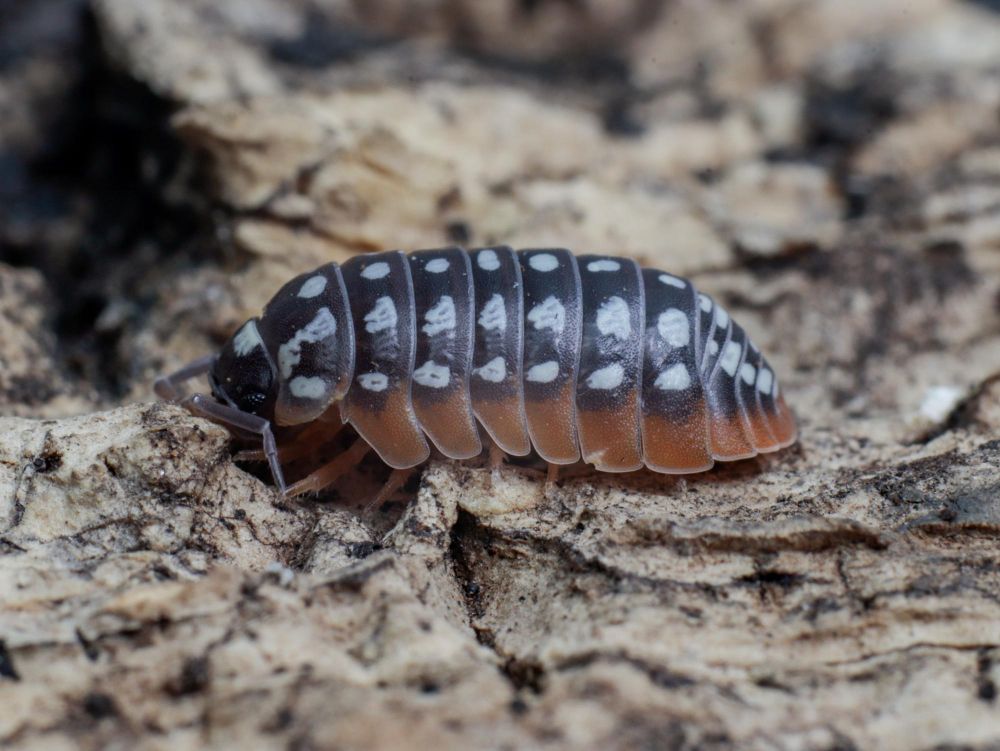 Isopod warunki