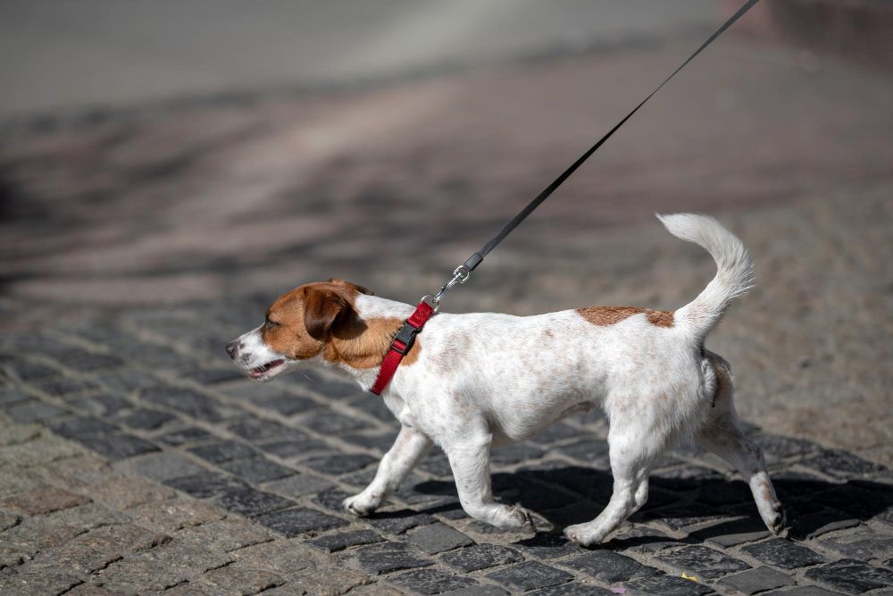 Jak mam nauczyć psa chodzić na smyczy