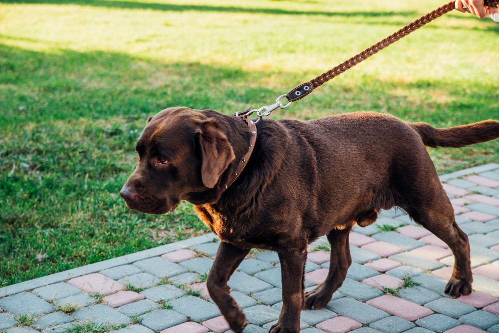 Jak nauczyć psa chodzić na smyczy