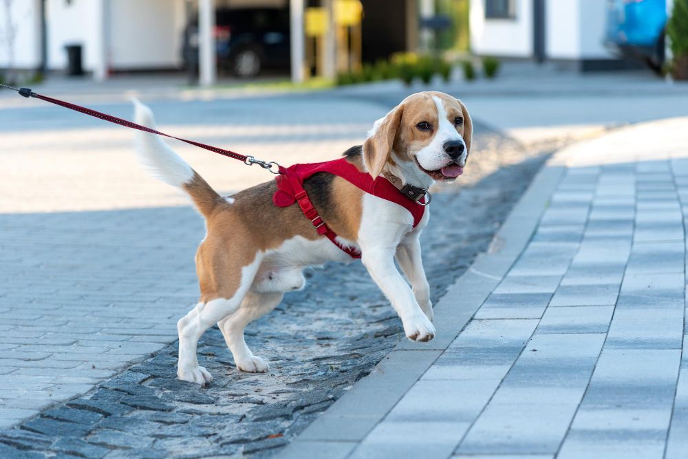 Jak nauczyć psa chodzić na smyczy