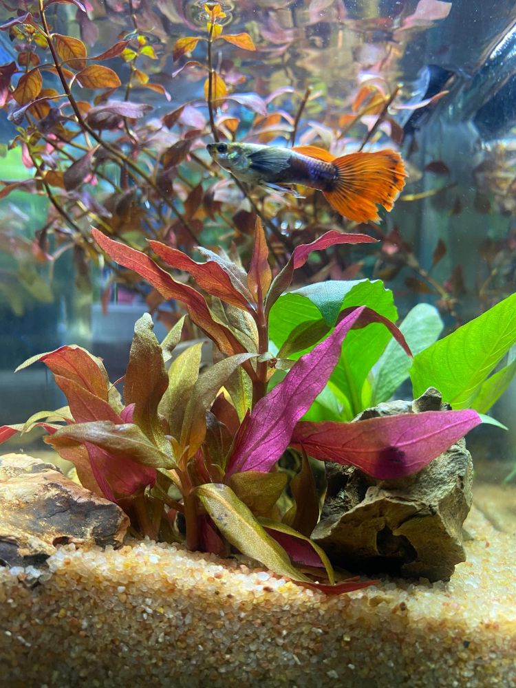 Jakie rośliny akwariowe wybrać