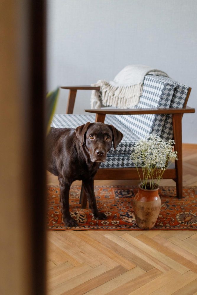 Który zapach odstrasza psy od sikania