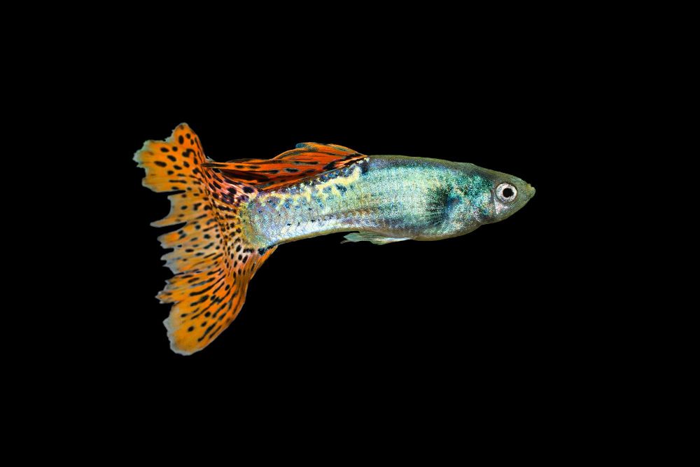 Molinezja dla początkujących