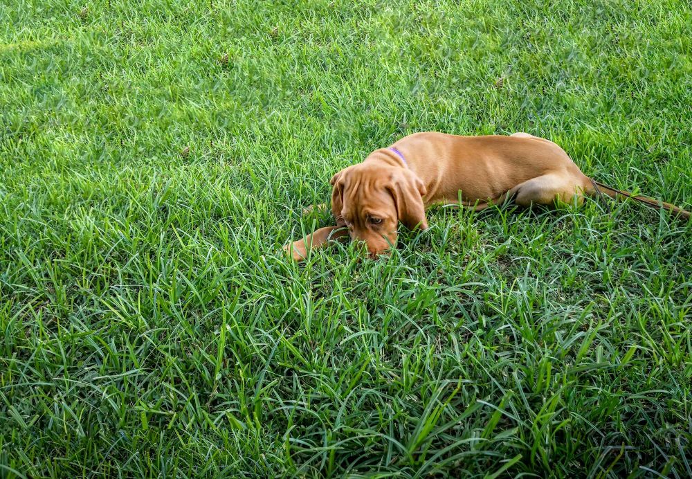 Pies je trawę