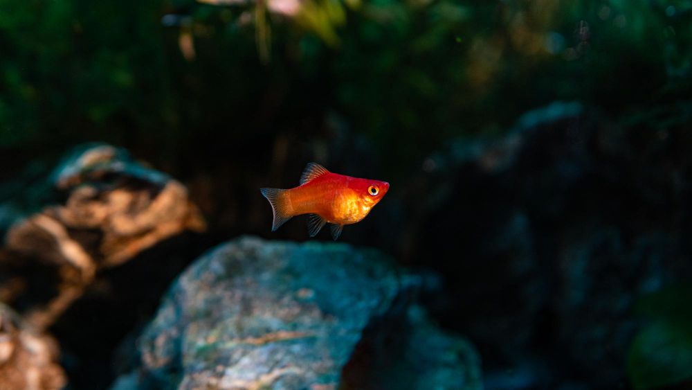 Platka dla początkujących