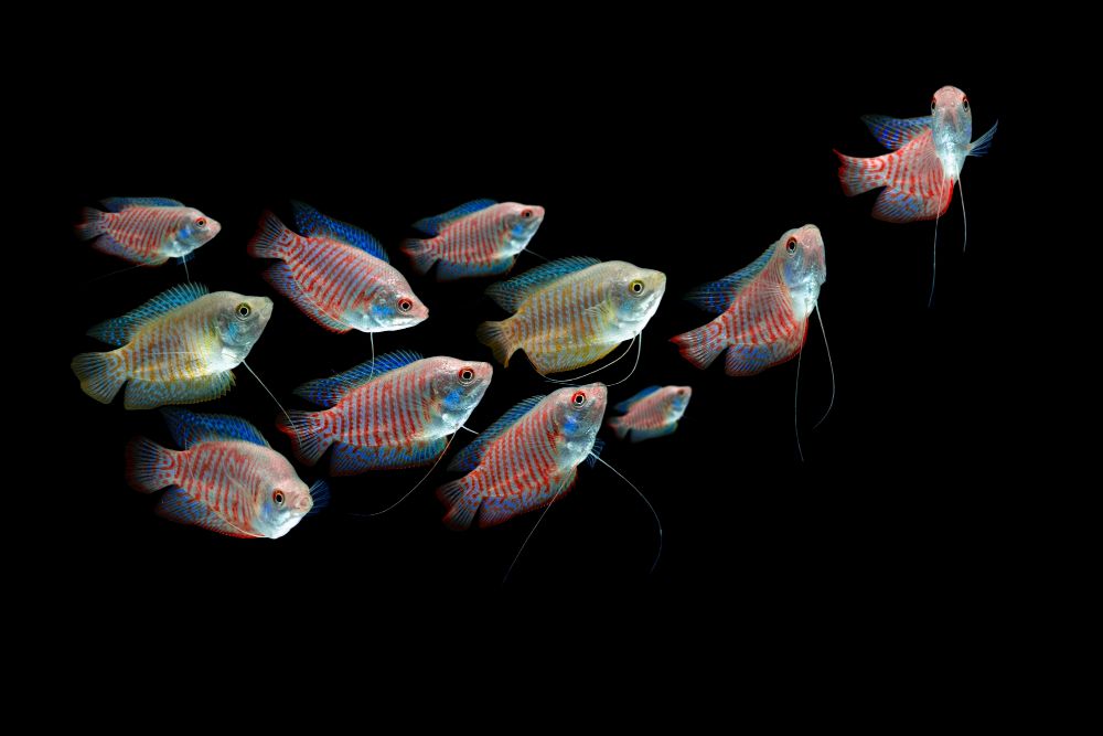 Prętniki dla początkujących