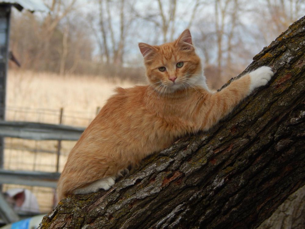 Rudy kot jakie imię wybrać